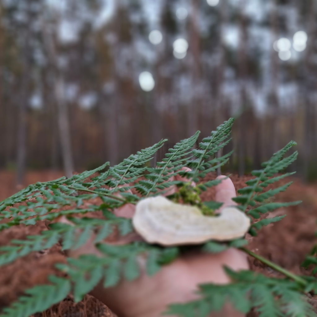Naturalne ozdoby grobów – mech, szyszki i liście na nagrobku.