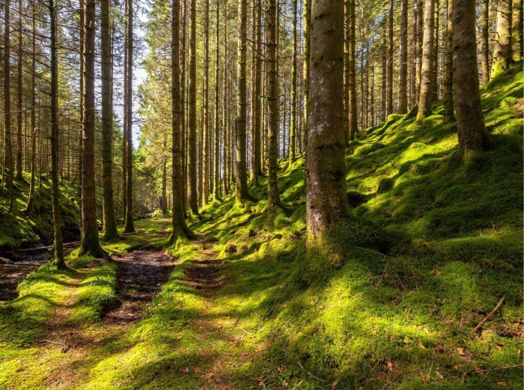 naturalne pochówki w Polsce