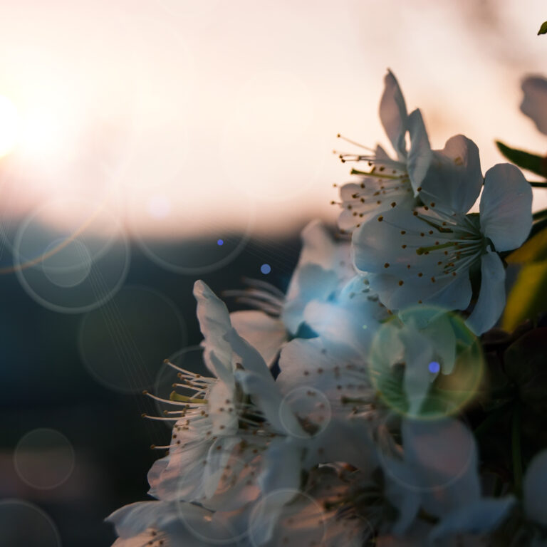 Białe kwiaty w świetle zachodzącego słońca podczas ceremonii humanistycznej