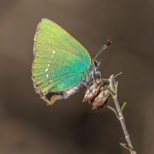 Zielony motyl jako symbol przemiany w pogrzebie humanistycznym