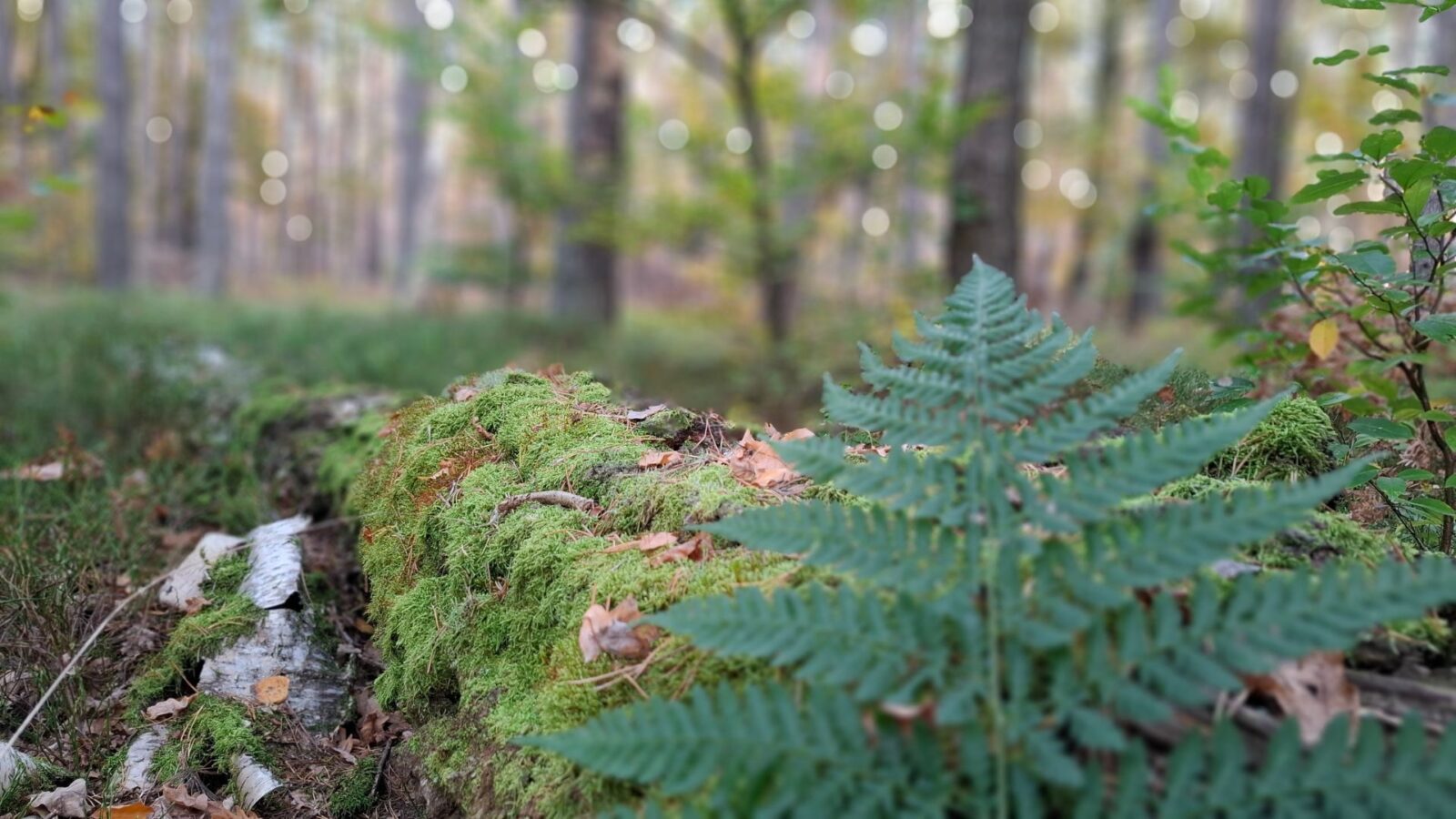 Las pamięci – symbol ekologicznego pochówku i naturalnych pogrzebów humanistycznych